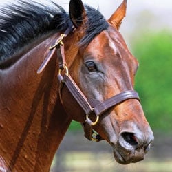 72 Reasons Why We Love the Del Mar Races